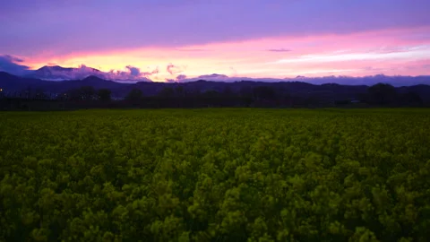 Fields of Rapeseed, Mt. Iizuna and the Mountain Range, Sunset, and Obuse Bridge Vidéo 330796746
