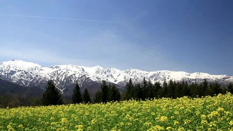 Fields of Rapeseed, the Northern Alps, and Contrails Video stock 330193927