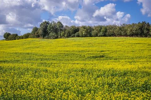 Fields of rapeseed in Poland Stock-Fotos