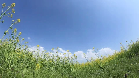 Fields of Rapeseed Swaying in the Wind and Rays of Sunshine Vídeo Stock 330188761