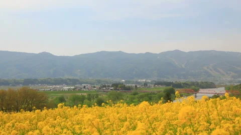 Fields of Rapeseed Swaying in the Wind, Ozeki Bridge, and Mount Nabekura Vídeo Stock 330316047