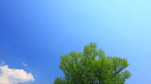 Fields of Rapeseed, Verdant Groves, Mount Kanmuri, Roads, and Rays of Sunlight Vídeos de archivo 330316486