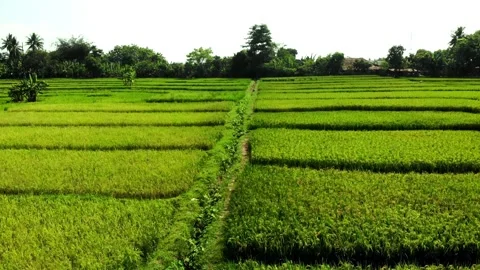 Fields ready to be harvested. Sukabumi, Indonesia Stock Footage 245960224