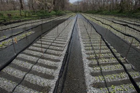 Fields Ready For Cultivation Stock Photos
