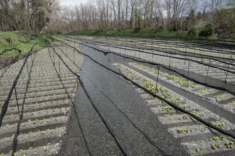 Fields Ready For Cultivation Stock Photos