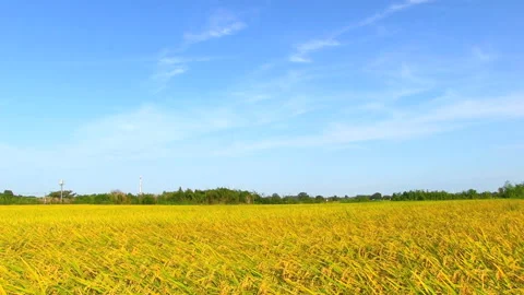 The Fields Ready for Harvest Stock Footage 327566322