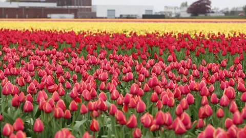 Fields of red and yellow tulips Stock Footage 90749136