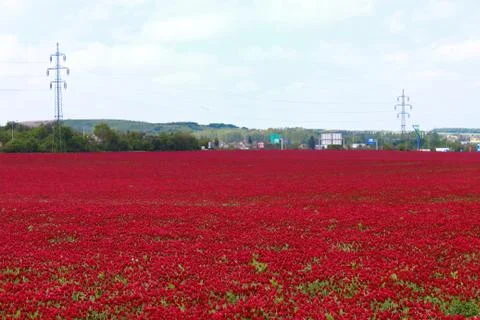 Fields of red clover against the blue sky. Stock Photos
