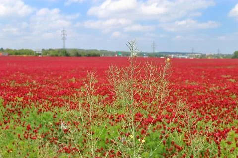 Fields of red clover against the blue sky. Stock Photos