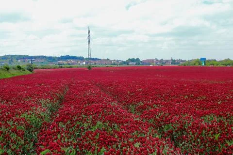 Fields of red clover against the blue sky. Stock Photos