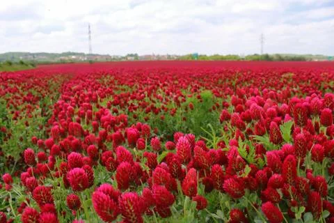 Fields of red clover against the blue sky. Stock Photos