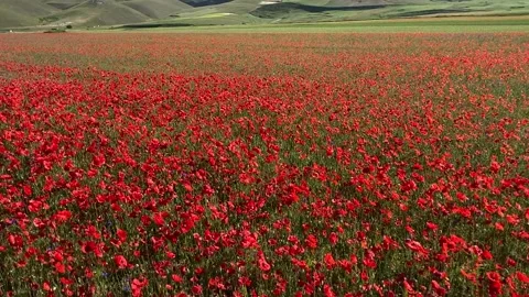 Fields with red poppies at the great plane of Castelluccio, Italy Stock Footage 201826537