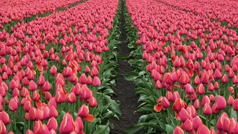 Fields of red tulips 库存影片 90104856