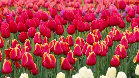 Fields of red tulips 库存影片 90104929