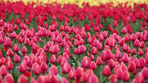 Fields of red tulips 库存影片 90105027