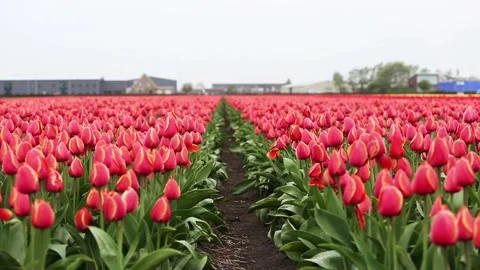 Fields of red tulips Vídeos de archivo 90105050