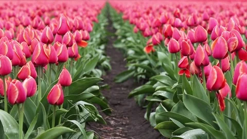 Fields of red tulips 库存影片 90749206