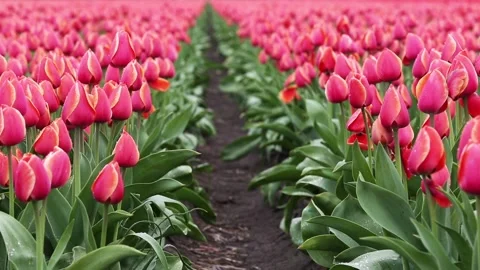 Fields of red tulips Vídeos de archivo 90749222