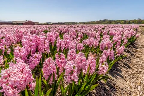 Fields of red tulips in the Netherlands 스톡 사진
