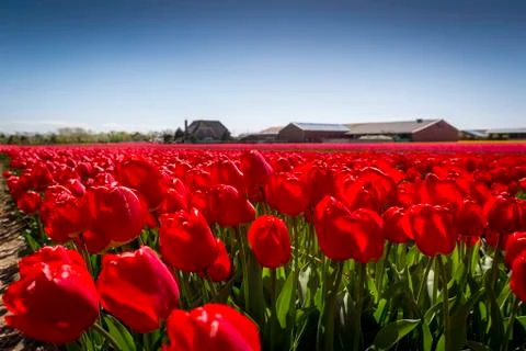 Fields of red tulips in the Netherlands 스톡 사진