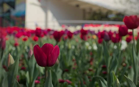 Fields of Red Tulips Stock Photos