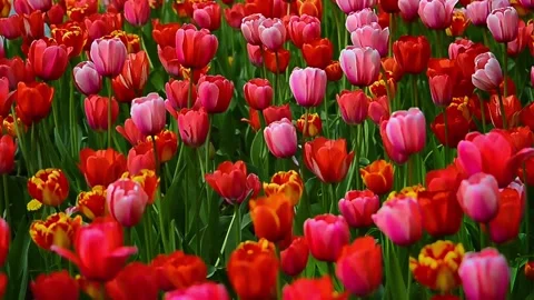 Fields of red tulips sunny day Stock Footage 253122212