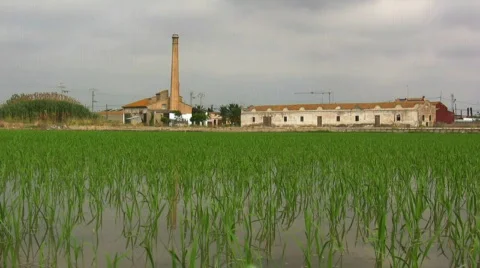 Fields of rice 库存影片 744548