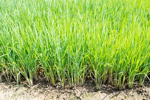 Fields of rice Stock Photos