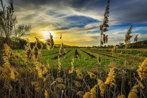 Fields of rice at sunset Foto stock
