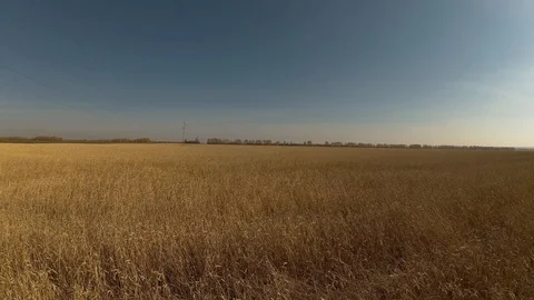 Fields of ripe wheat Stock Footage 97394869