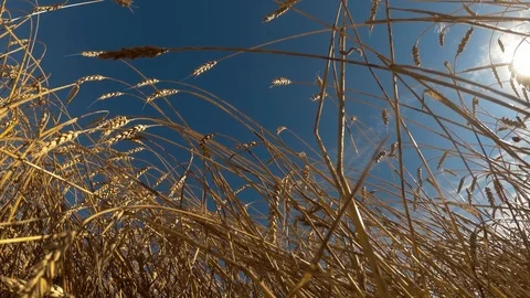 Fields of ripe wheat Stock Footage 97394898