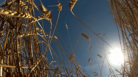 Fields of ripe wheat Stock Footage 97394900