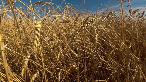 Fields of ripe wheat Stock Footage 97395018