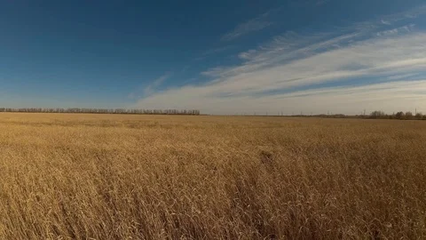Fields of ripe wheat Stock Footage 97395030