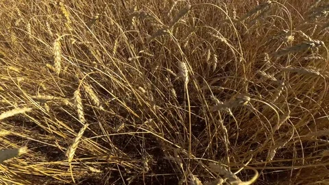Fields of ripe wheat Stock Footage 97395061