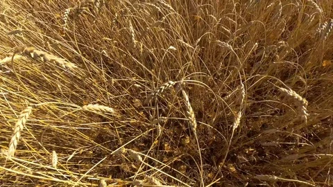 Fields of ripe wheat Stock Footage 97395073
