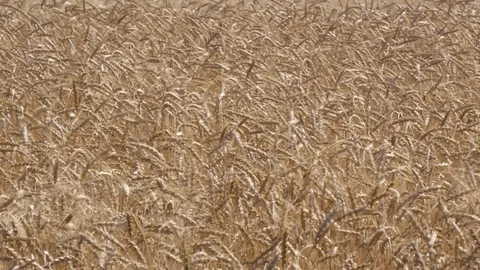 Fields of ripe wheat Stock Footage 116471328
