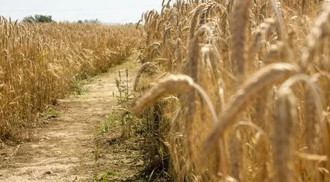Fields with ripe wheat. Road in the field. Stock Photos