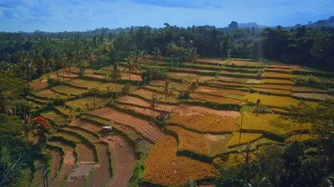 Fields of rise in Bali 스톡 동영상 94150465