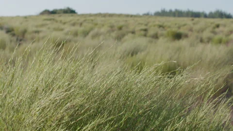 Fields of rooibos bushes blowing in the breeze Stock Footage 236551933