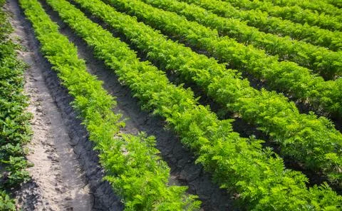 Fields rows of carrots. Growing vegetables in a farm field. Agroindustry, org Stock Photos