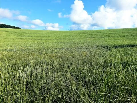 Fields on Ruegen in summer Stock Photos