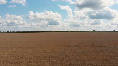 Fields with rye 4K Video stock 202204608