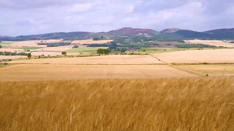 Fields Of Scottish Whisky Producing Barley Swaying In The Summer Breeze Stock Footage 282116257