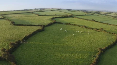 Fields with sheep grazing 库存影片 124307264