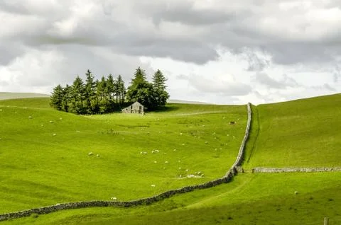 Fields of sheep on moorland Stock-Fotos