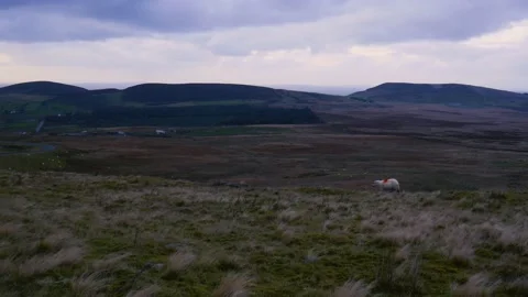 Fields with sheeps passing Stock Footage 142274219