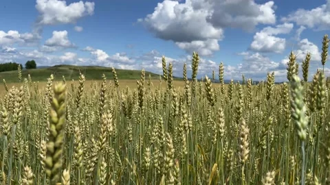 The fields of Siberia	 Stock Footage 230805972