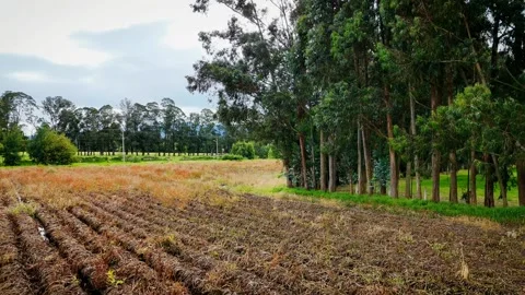 Fields of soil and green crops bordered by tall trees under a calm open sky Stock Footage 316114988
