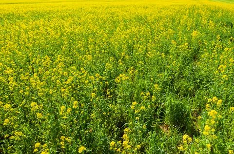 Fields. Sown fields. Blooming rapeseed field. Square plots of fields. View fr Stock Photos